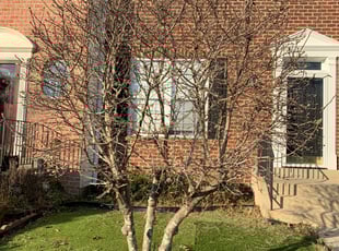 Sunshine M.'s Bush Trimming service result