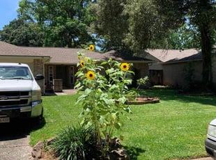 Jackie Z.'s turf maintenance service result