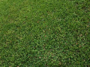 Megan H.'s lawn care service result