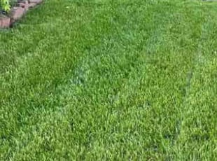 Michael B.'s lawn care service result