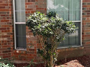 Casey H.'s Bush Trimming service result