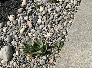 Eric J.'s grass maintenance service result