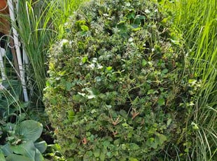 Elaine S.'s Bush Trimming service result