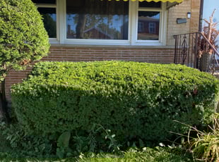 James L.'s Bush Trimming service result