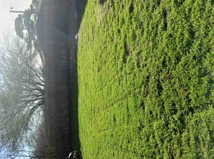 Kathryn H.'s lawn care service result