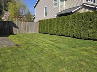 Aimee O.'s grass maintenance service result