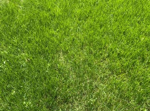 Victoria M.'s lawn care service result