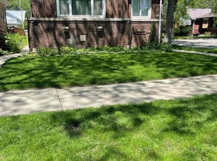 Patti L.'s grass maintenance service result