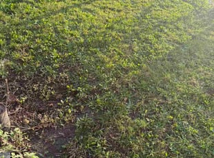 Stephanie M.'s lawn care services service result