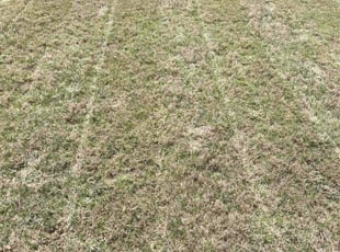 Jayce C.'s turf maintenance service result