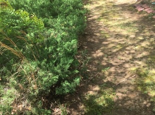 Tiffany E.'s Bush Trimming service result