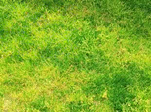 Ed R.'s lawn care services service result