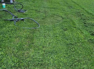 Jennifer N.'s grass maintenance service result