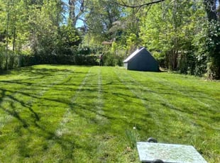 Eddie M.'s grass cutting service result