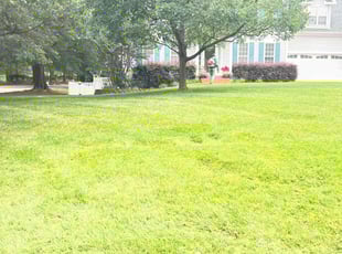 Deavion F.'s lawn service service result
