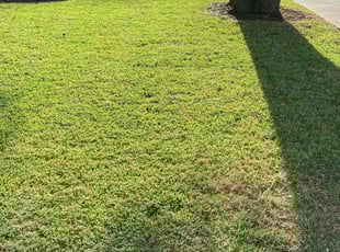 Caitlin D.'s lawn care service result