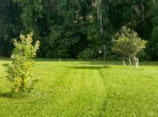 Joyce M.'s turf care service result