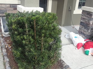 Kelly E.'s Bush Trimming service result