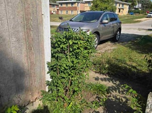 Jane S.'s grass cutting service result