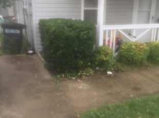 Jennifer N.'s Bush Trimming service result