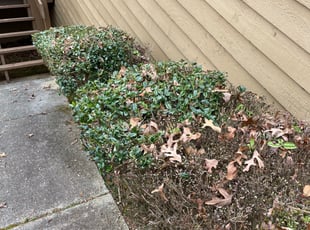 Mary M.'s Bush Trimming service result