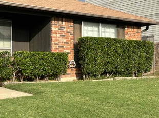 Steve P.'s Bush Trimming service result