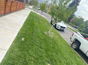 Brandon M.'s lawn care service result