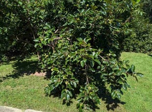 Gail G.'s grass cutting service result