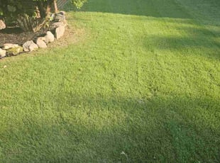 David M.'s lawn maintenance service result