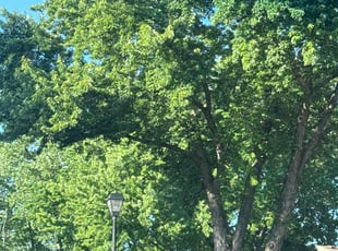 Sandra G.'s Tree Care service result
