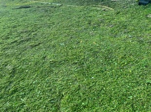 Gabriel A.'s Cleanup service result