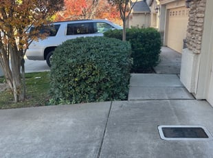 Antwone S.'s Bush Trimming service result