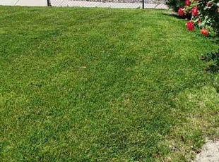 Jeannine W.'s grass cutting service result