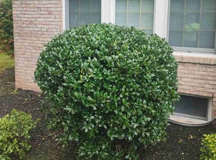 Amy E.'s Bush Trimming service result
