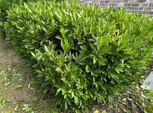 Camissa J.'s Bush Trimming service result