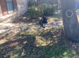 Robert Y.'s Bush Trimming service result