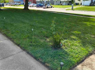 Mario P.'s grass maintenance service result