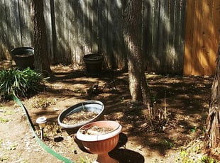 Shawn T.'s Bush Trimming service result