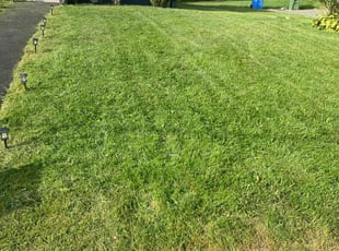 Susan H.'s lawn care service result