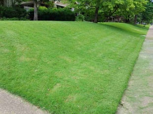 Sonja M.'s yard maintenance service result