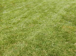 Cory C.'s grass maintenance service result