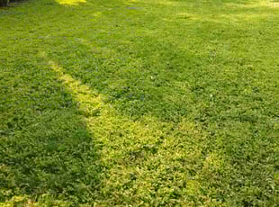 Darren E.'s lawn care services service result