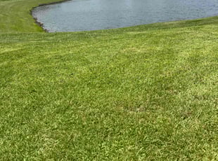 Shanda C.'s lawn care service result