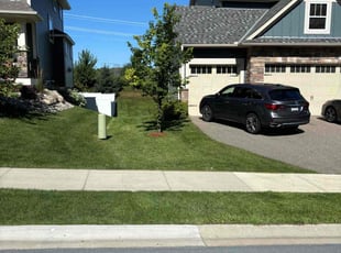 Holly W.'s turf care service result