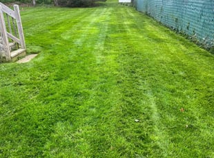 Traci C.'s grass maintenance service result