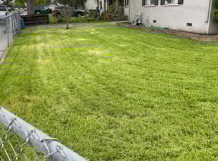 Yolanda C.'s lawn care service result
