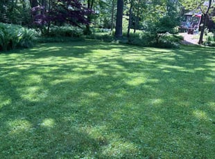 Joshua B.'s grass cutting service result