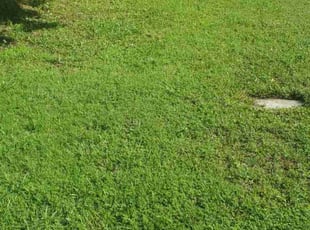 Myrta V.'s turf care service result