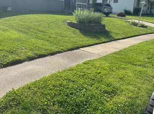 Anicia K.'s grass cutting service result