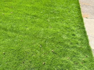 Chaniba B.'s lawn maintenance service result